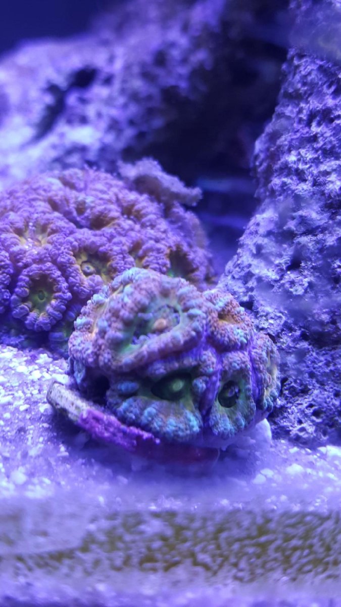 Resized_20180903_115633.jpeg
