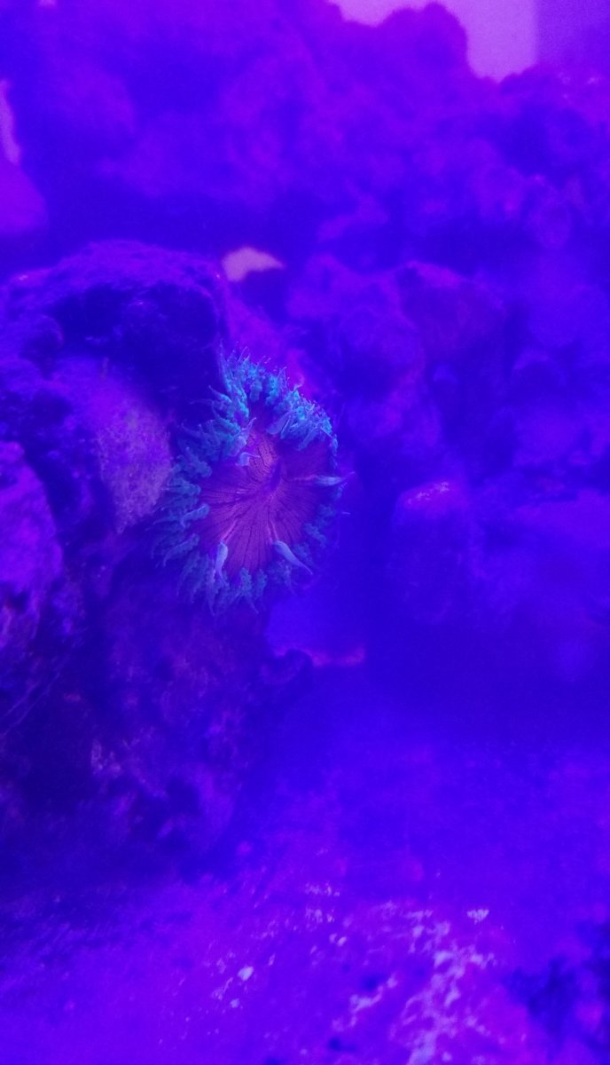 Resized_20190604_191602.jpeg