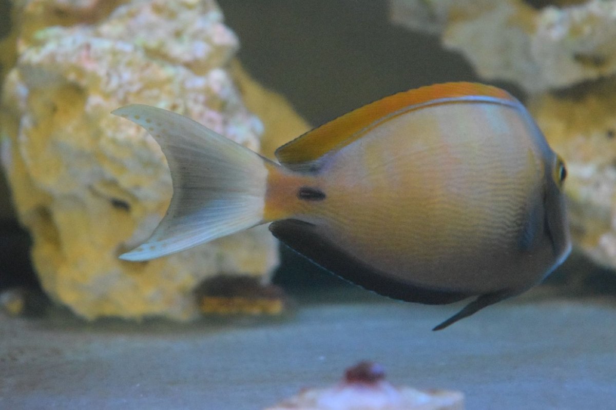 Case of mistaken Tang Identity | Reef2Reef
