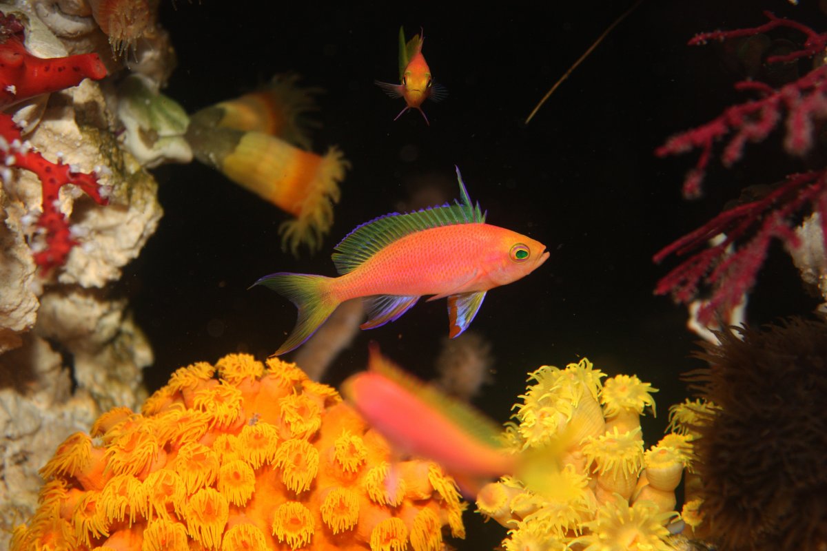 resplendent anthia.jpg