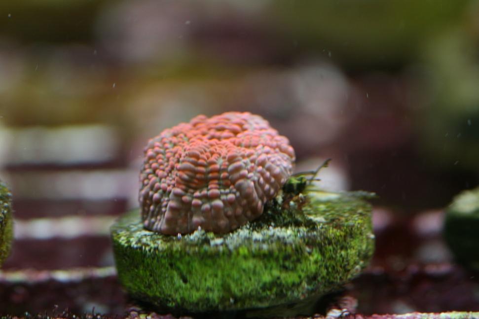 reverse watermelon.jpg