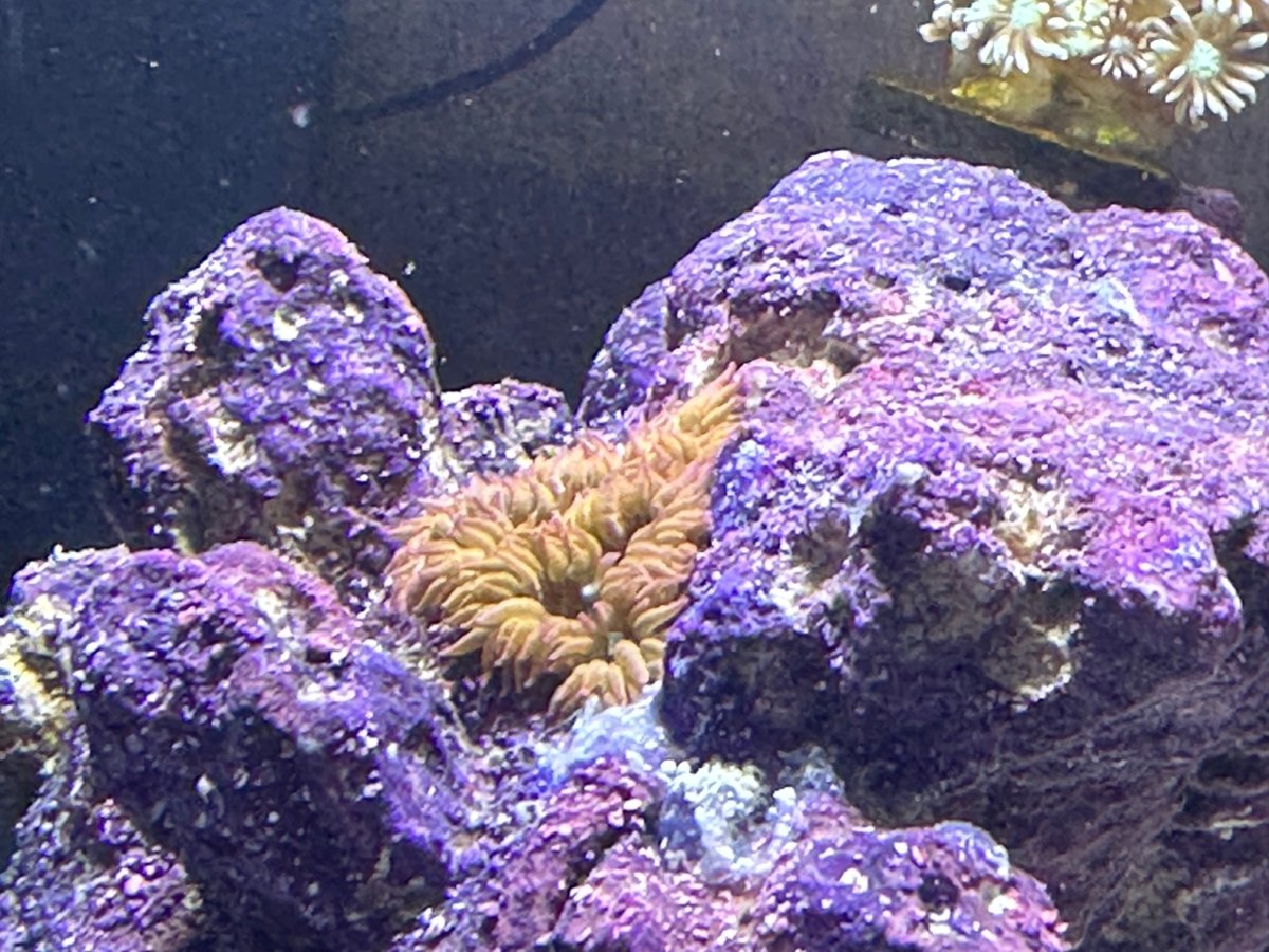 How to move Rock Flower Anemone REEF2REEF Saltwater and Reef Aquarium