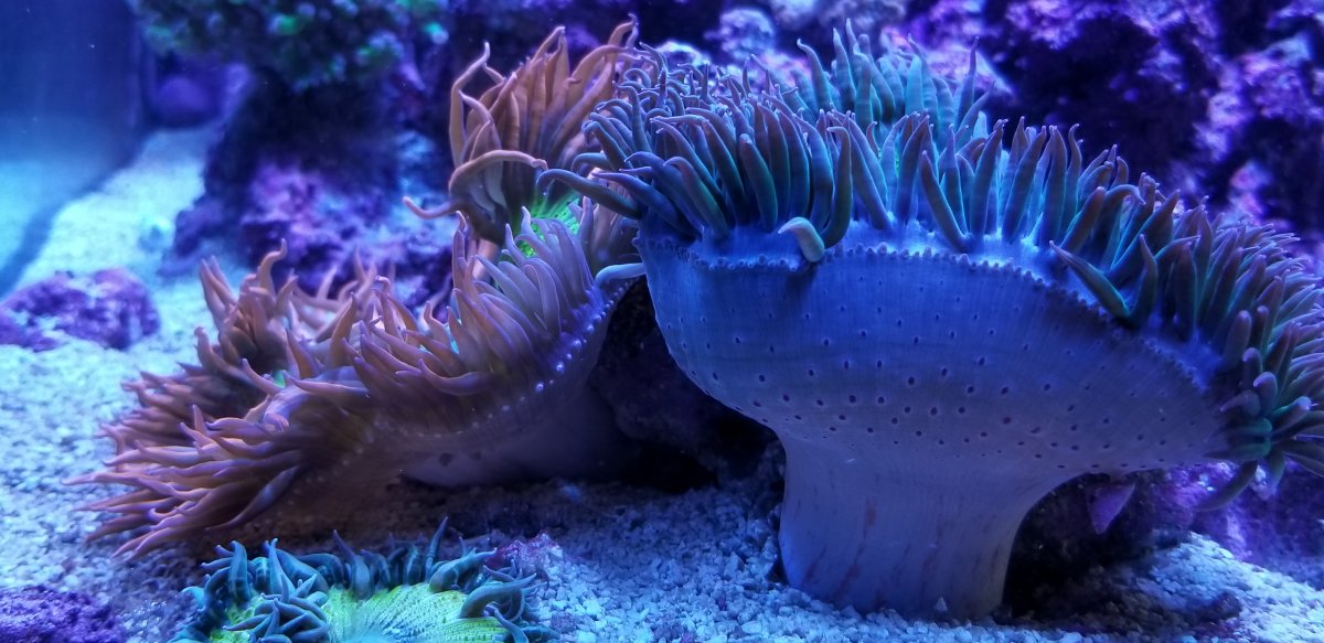 RFA spawn 5-26-19.jpg
