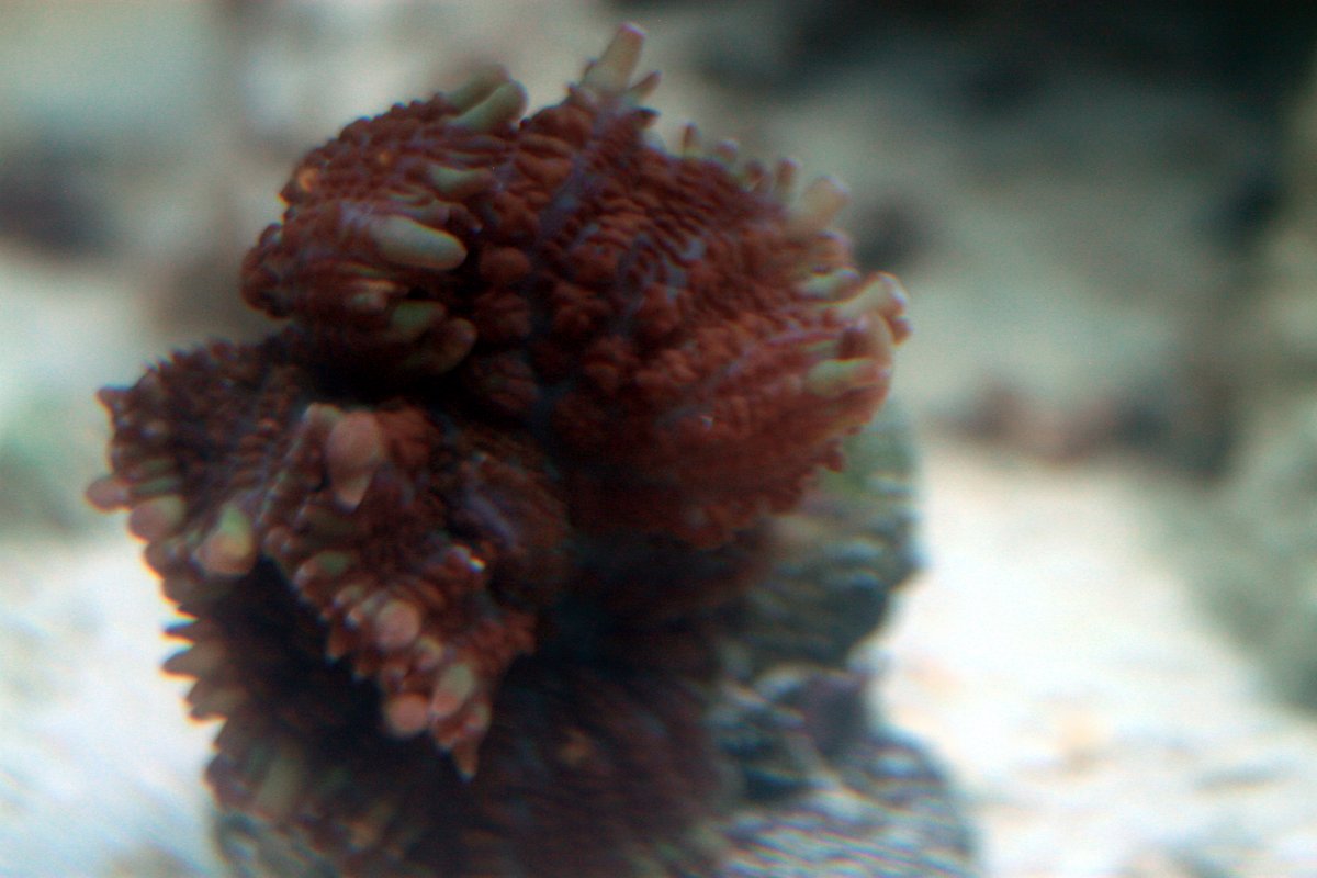Rhodactis 3.JPG