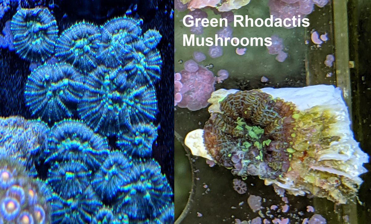 Rhodactis-B.jpg