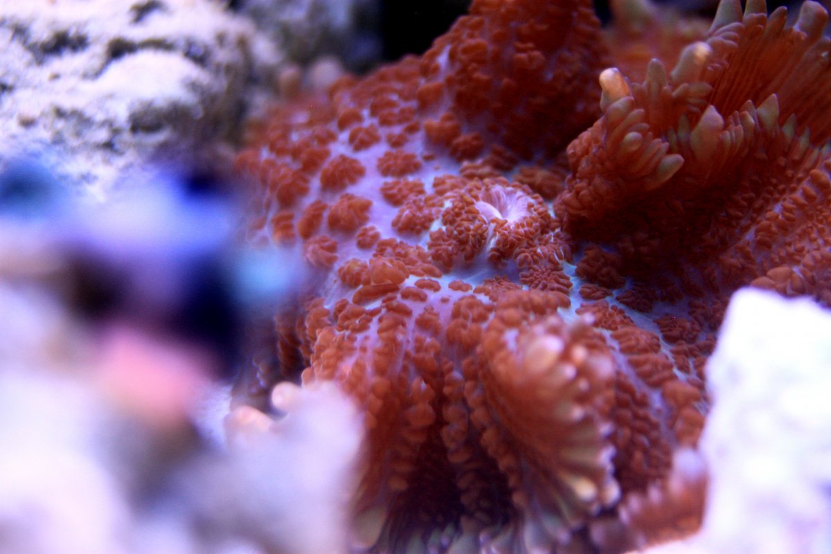 RHODACTIS1.0.JPG