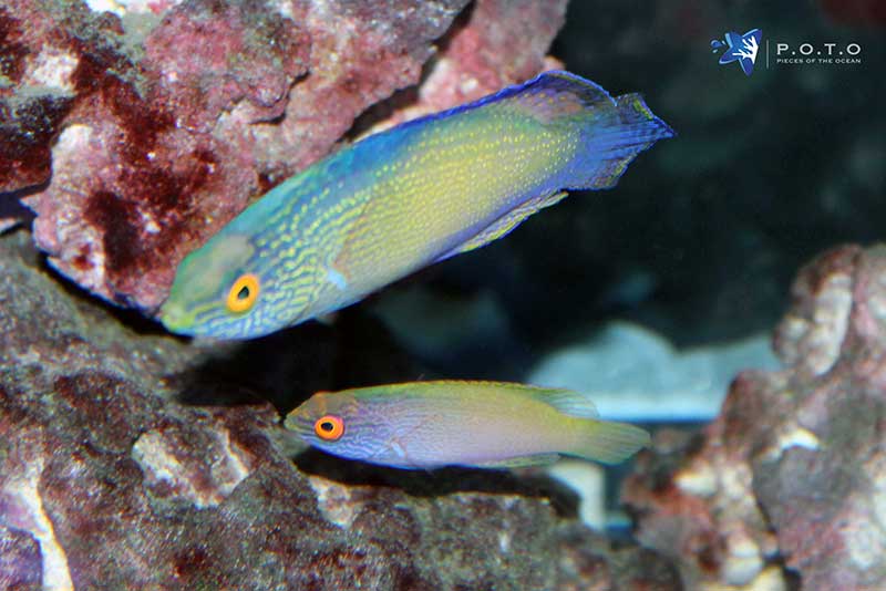 rhomboid_pair2.jpg