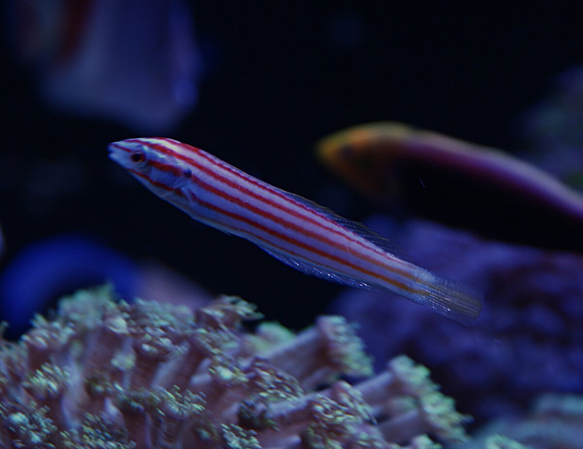 Rhonodotus Wrasse.jpeg