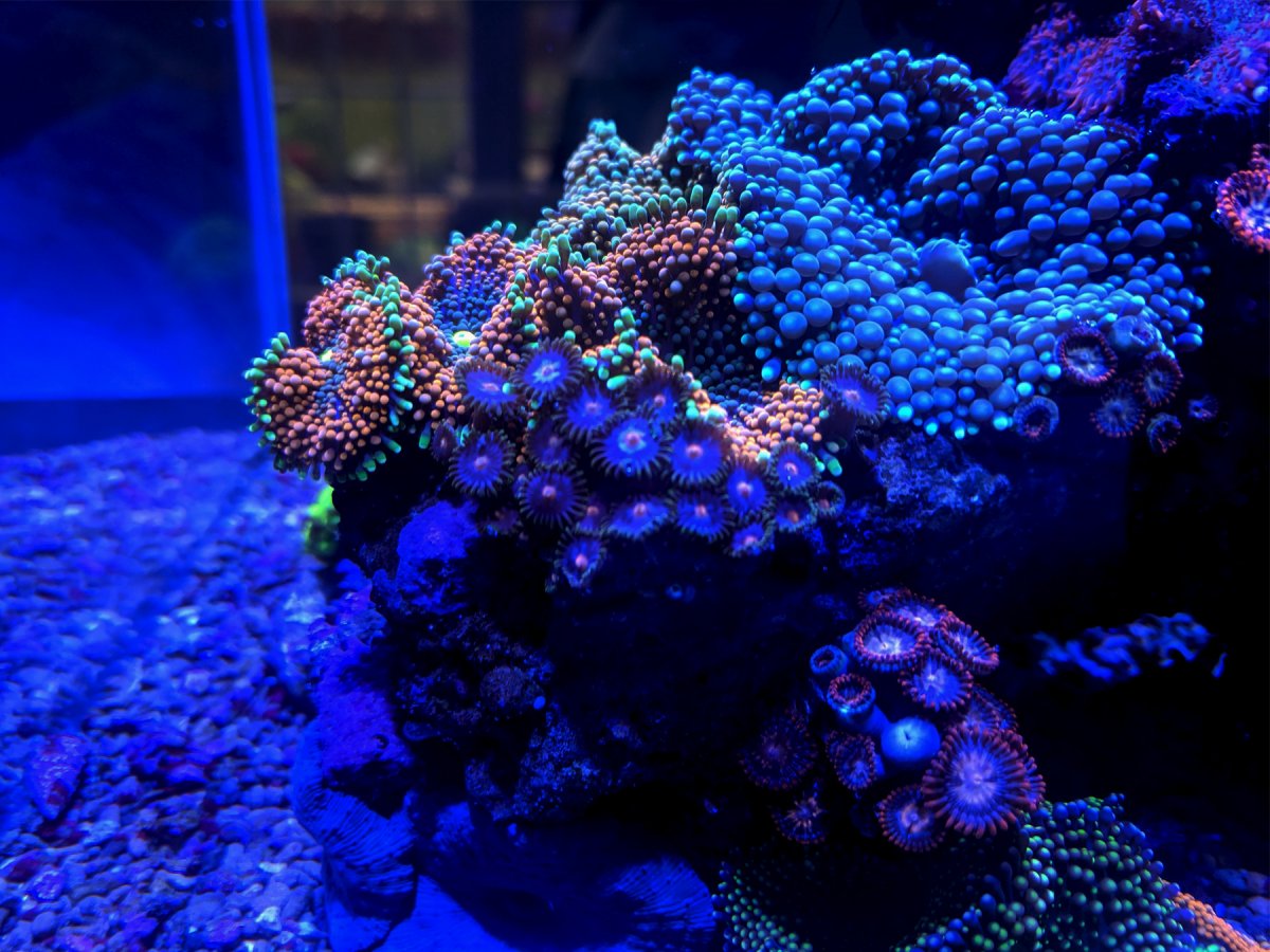 rics-zoas.jpg