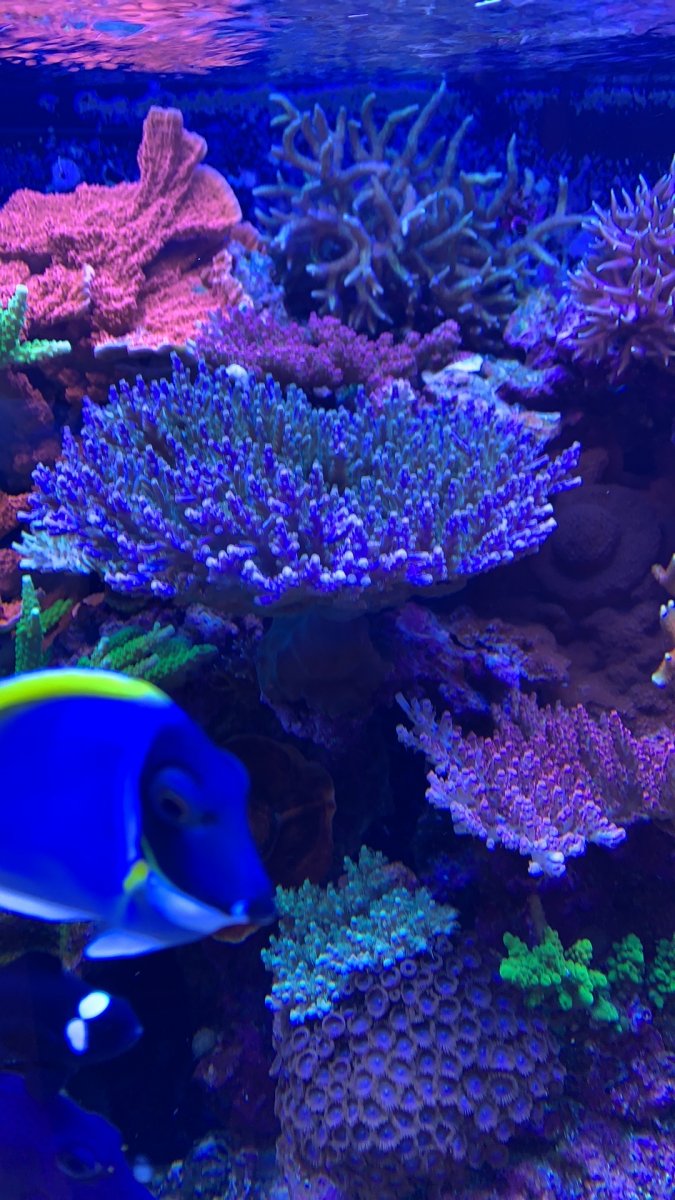 Angry SPS, help? | Reef2Reef