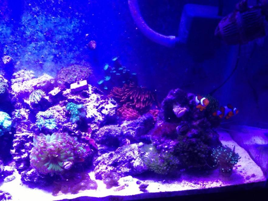 RightSideofTank Fall 2012.jpg