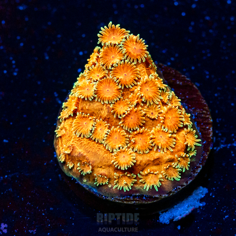 Riptide-8112.jpg