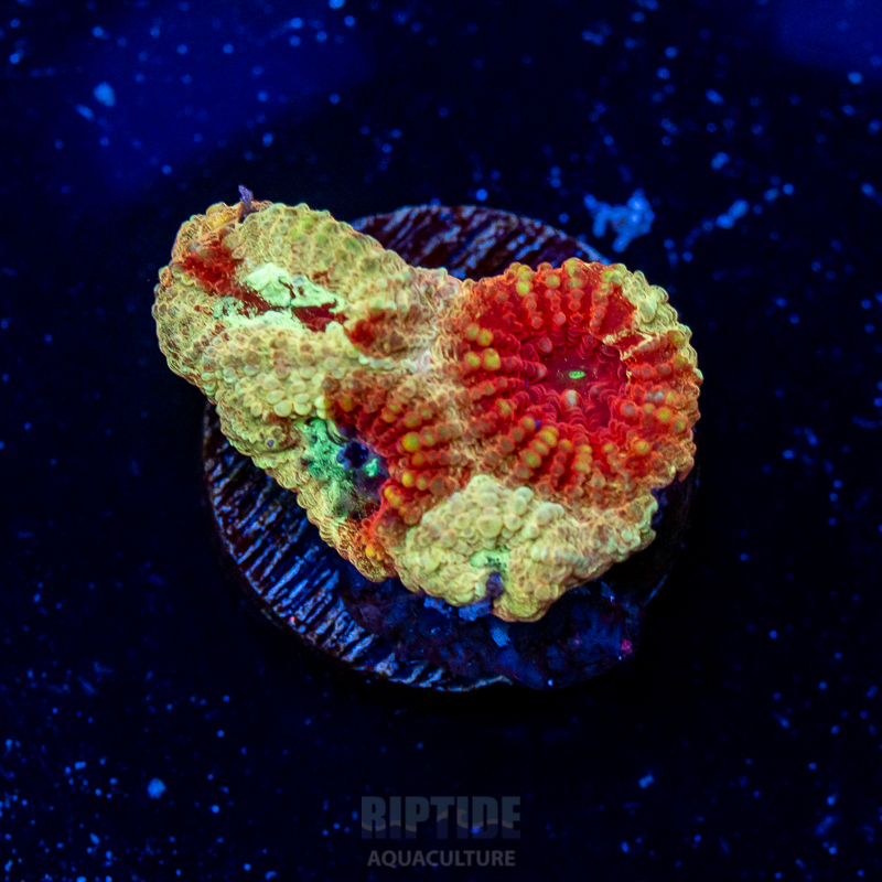 Riptide-8129.jpg