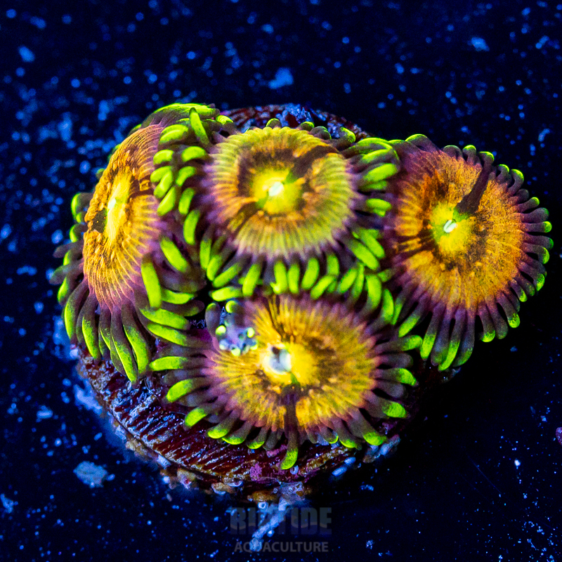 Riptide-8143.jpg