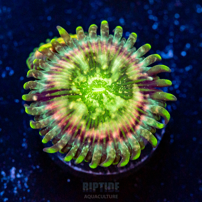Riptide-8147.jpg