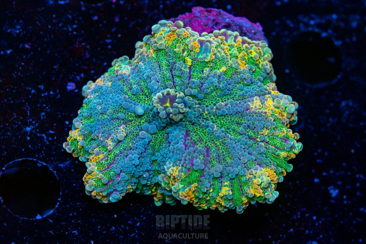 Riptide-8236.jpg