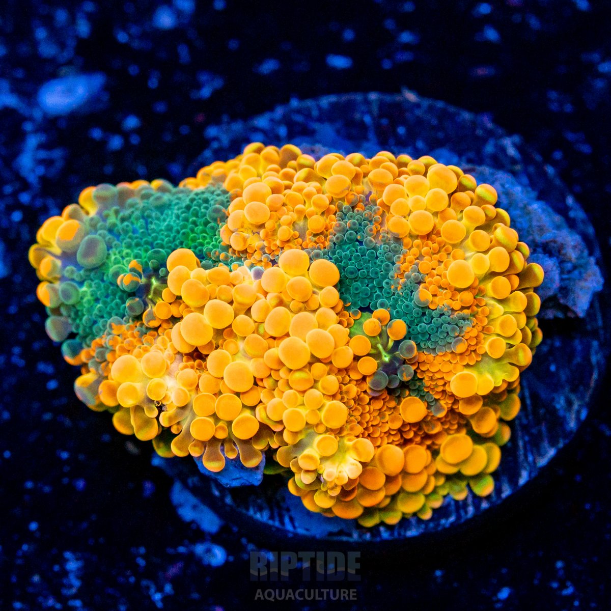 Riptide-8238.jpg