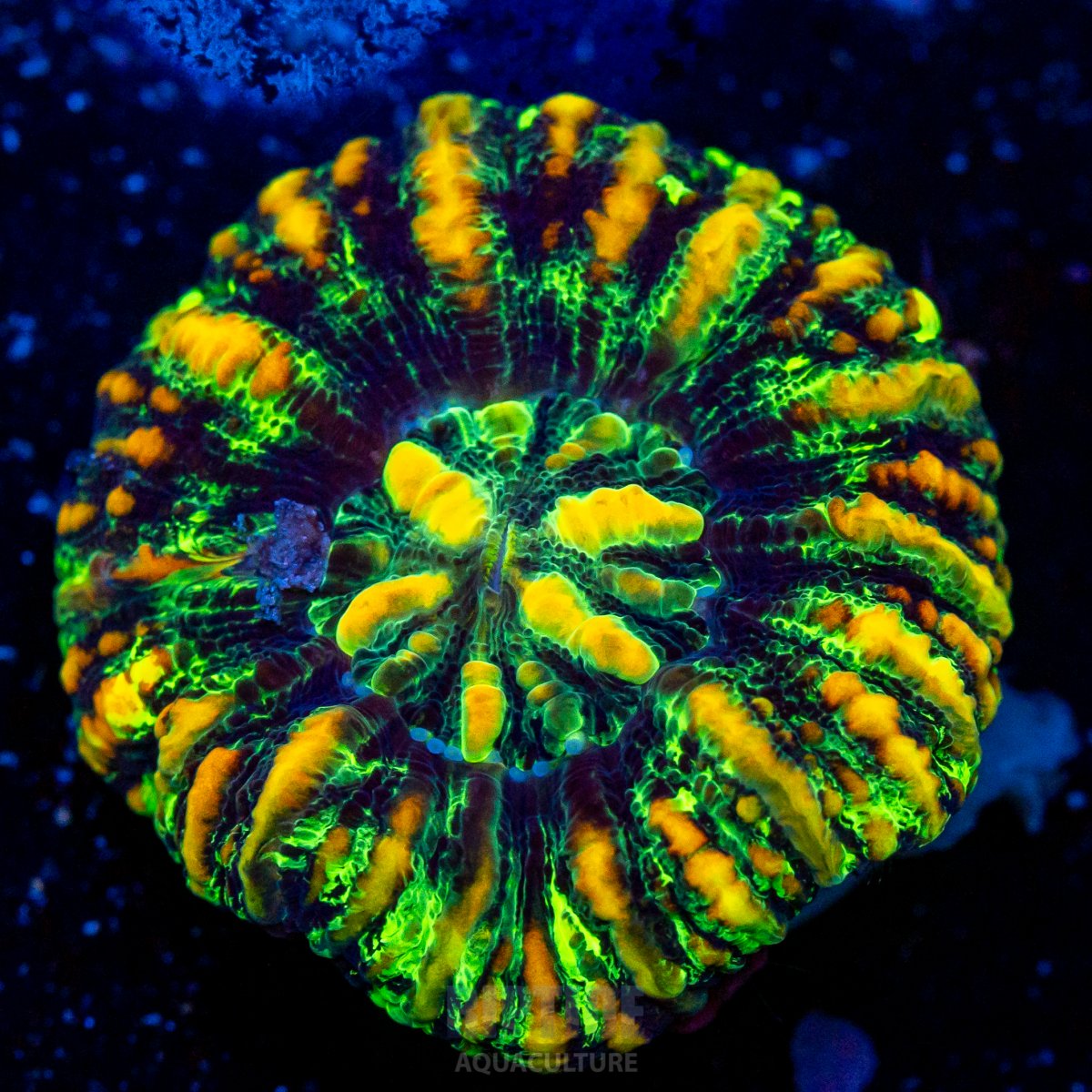 Riptide-8241.jpg