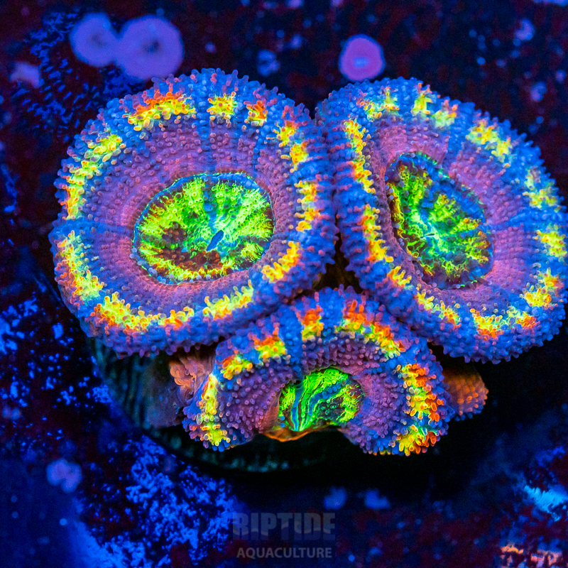 Riptide-8265.jpg