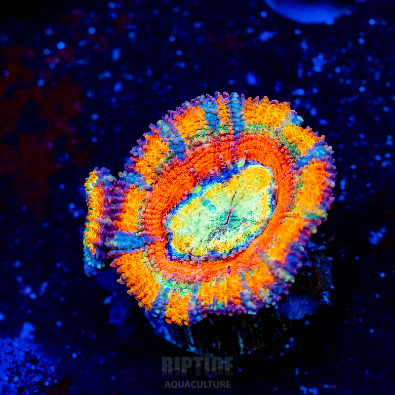 Riptide-8276.jpg