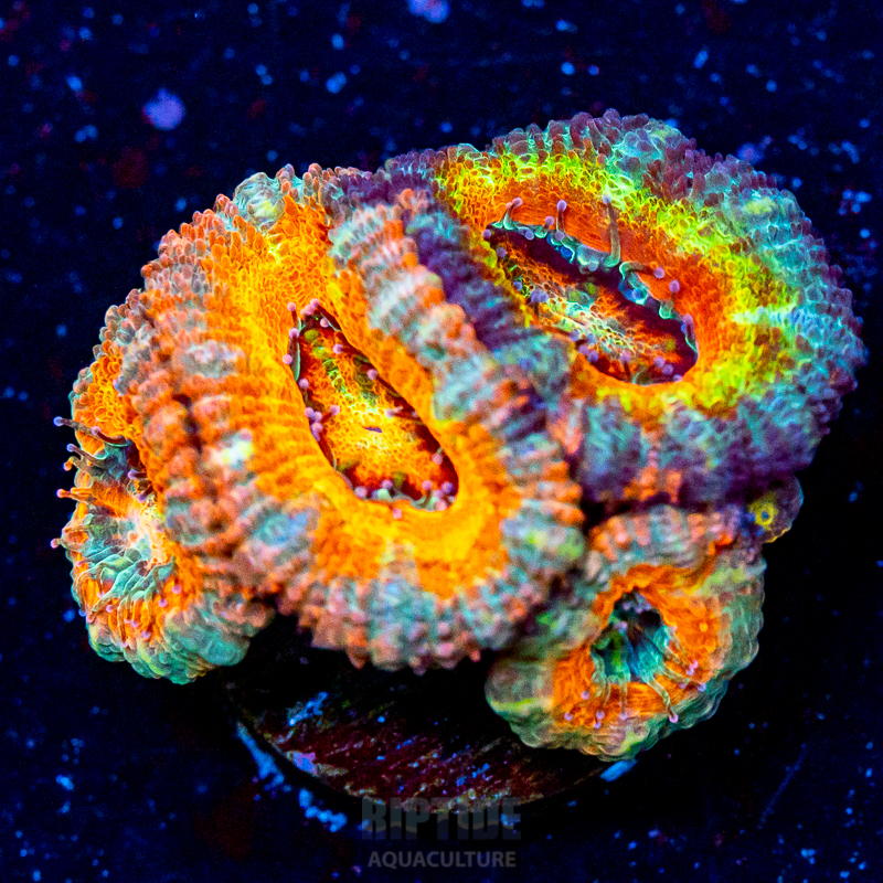 Riptide-8278.jpg
