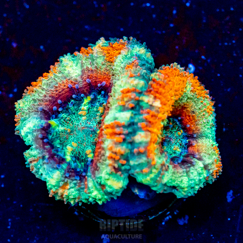 Riptide-8279.jpg
