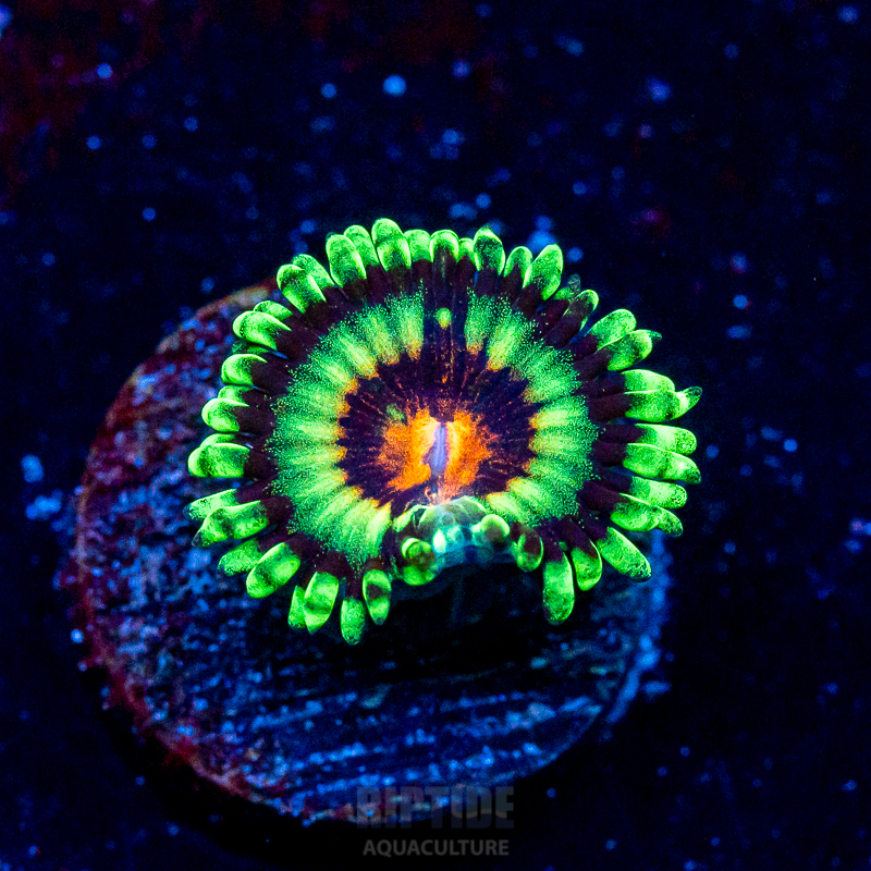 Riptide-8294.jpg