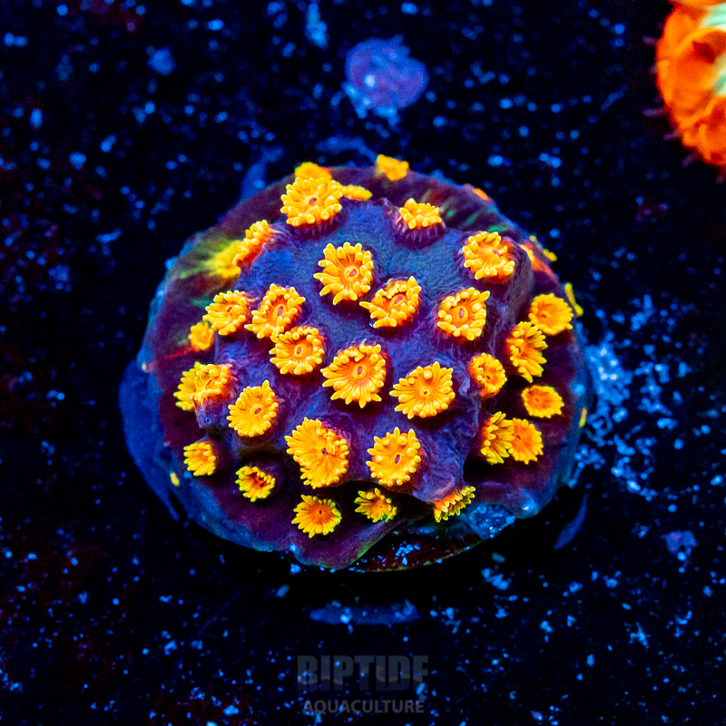 Riptide-8307.jpg