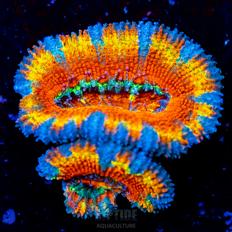 Riptide-8313.jpg