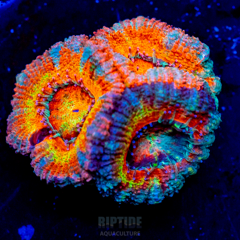 Riptide-8314.jpg