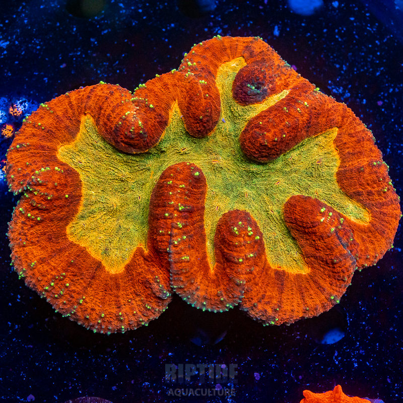 Riptide-8348.jpg