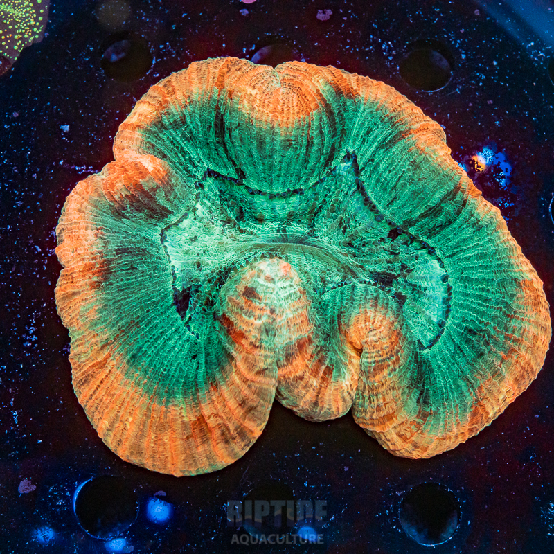 Riptide-8349.jpg