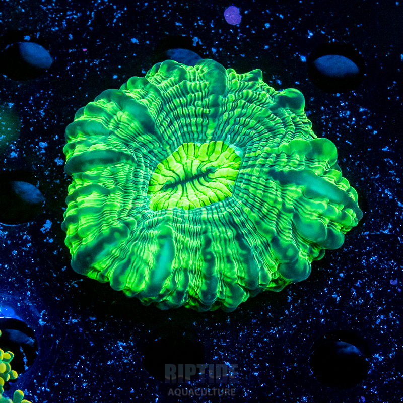 Riptide-8351.jpg