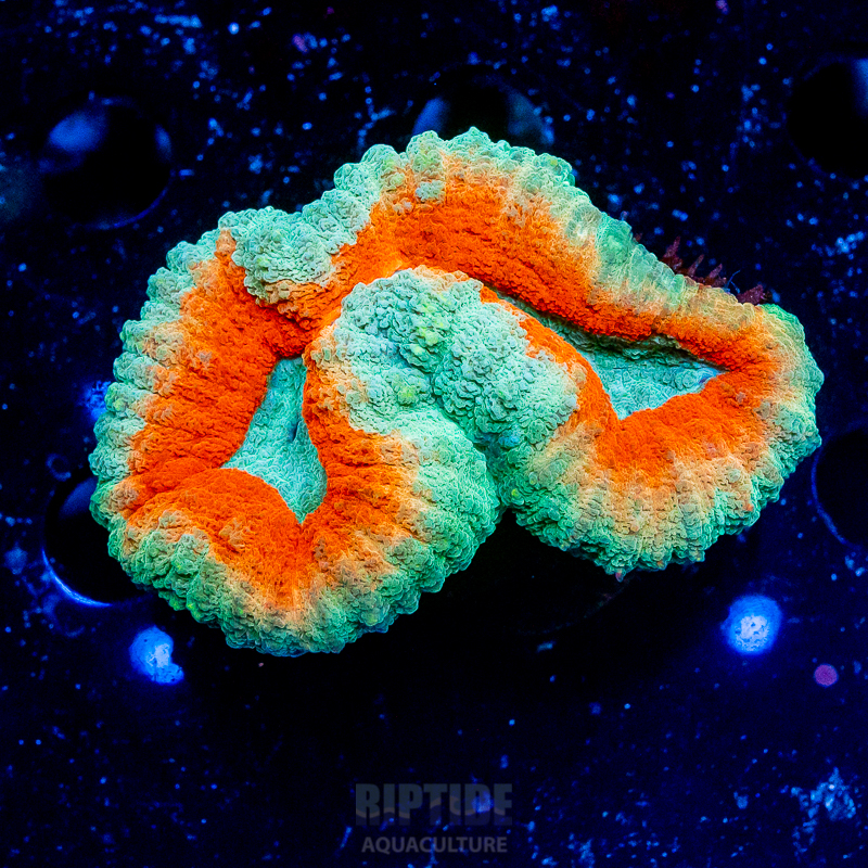 Riptide-8352.jpg