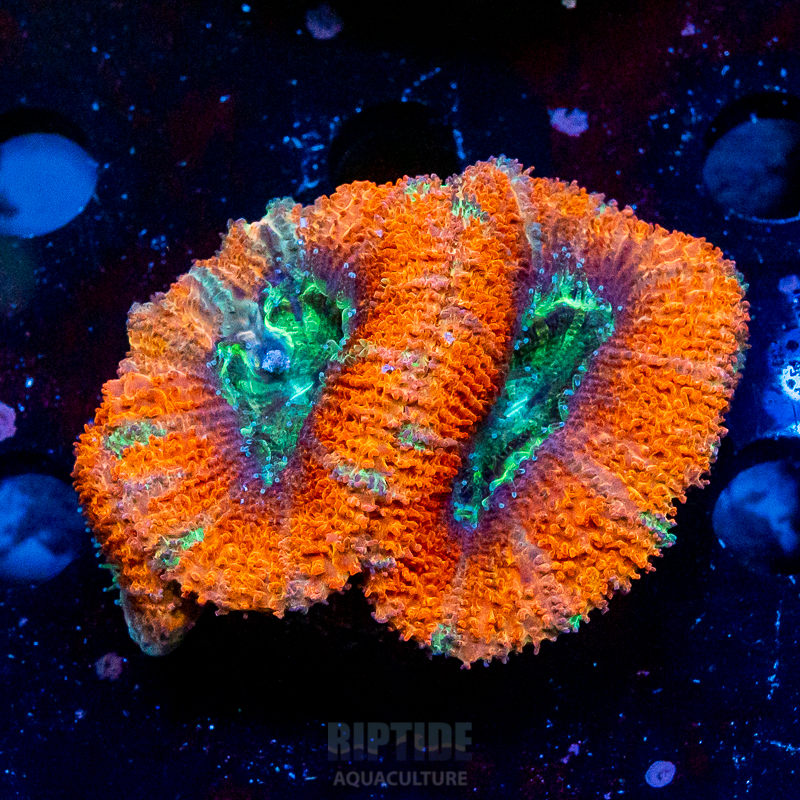 Riptide-8353.jpg