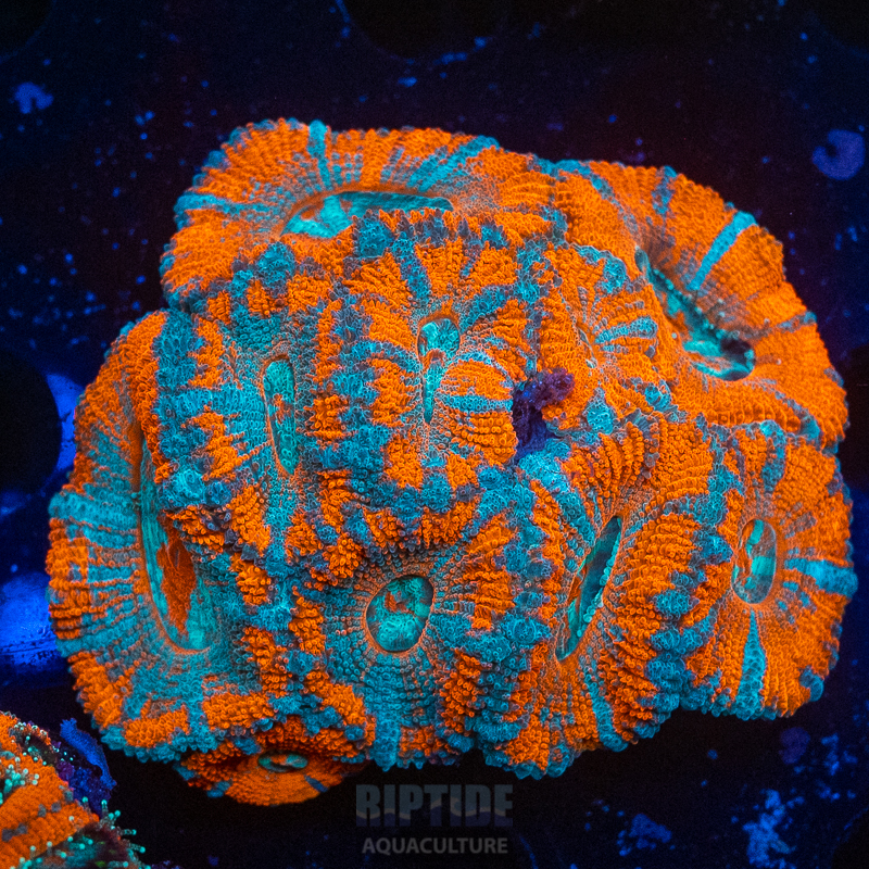 Riptide-8862.jpg