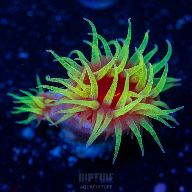 Riptide-8918.jpg