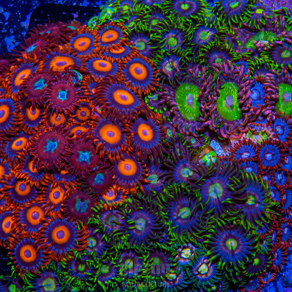 Riptideaquaculture -0804.jpg