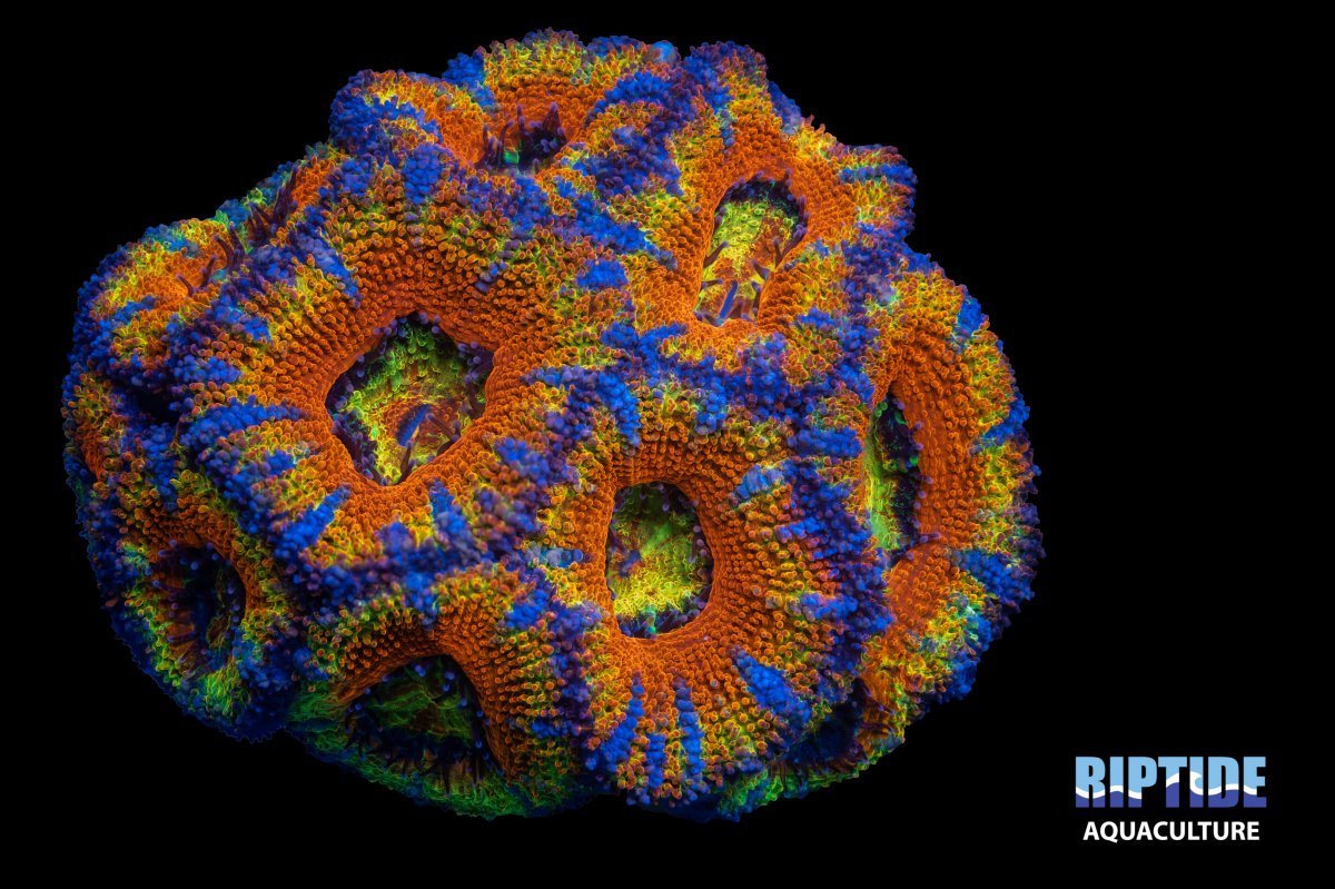 Riptideaquaculture --4.jpg