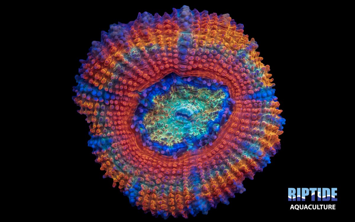 Riptideaquaculture -.jpg