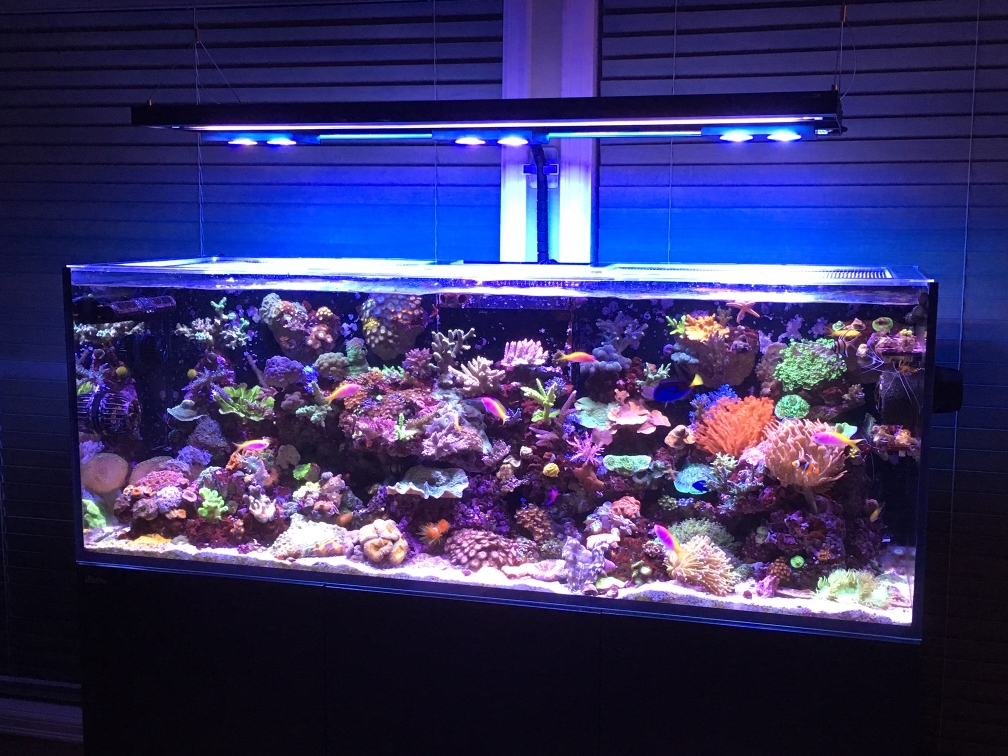 RKP ReefWall.jpg