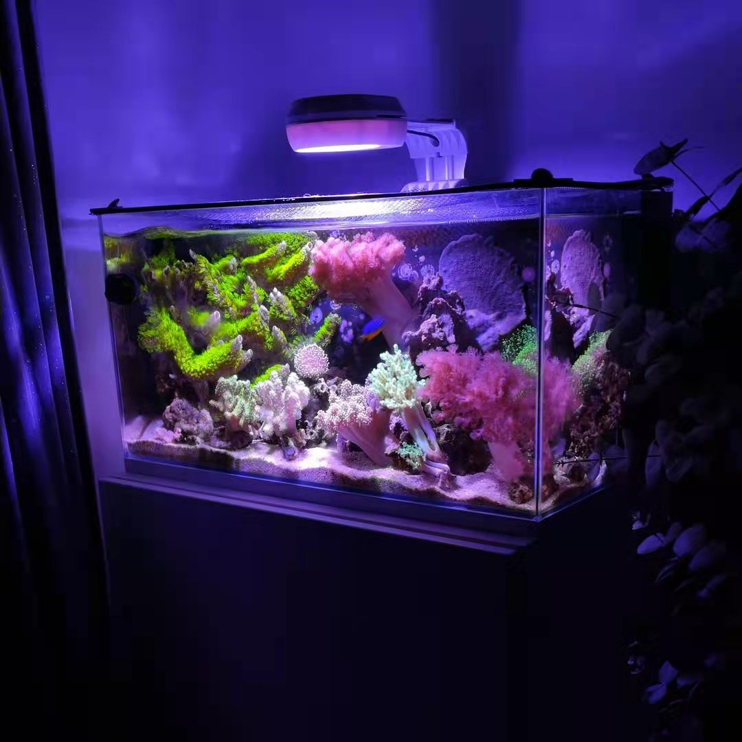 RL60white1-4.jpg