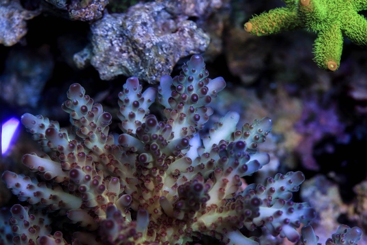 My acro collection aka my obsession | Page 12 | Reef2Reef