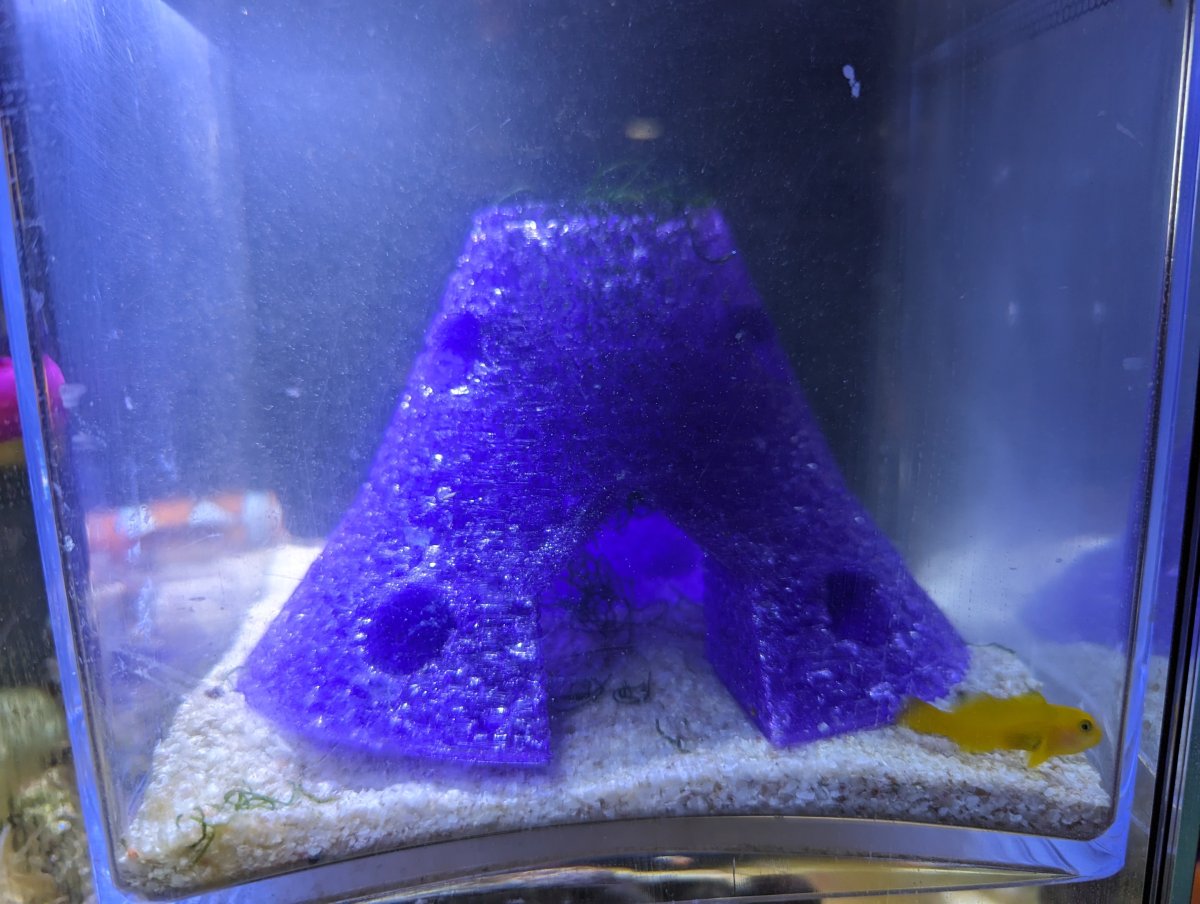 Panda Goby in a 0.7L Aquarium - Tell me it's silly...or am I getting ...