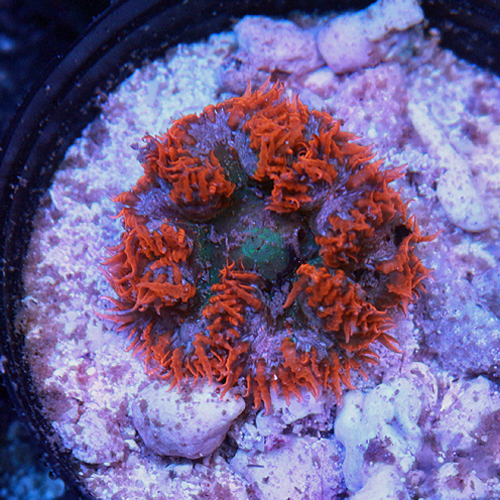 Rock Flower Anemone 14 49-34.jpg