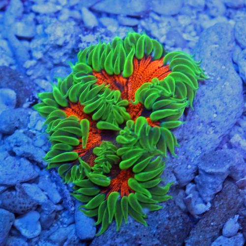 Rock Flower Anemone D10  69-44.jpg