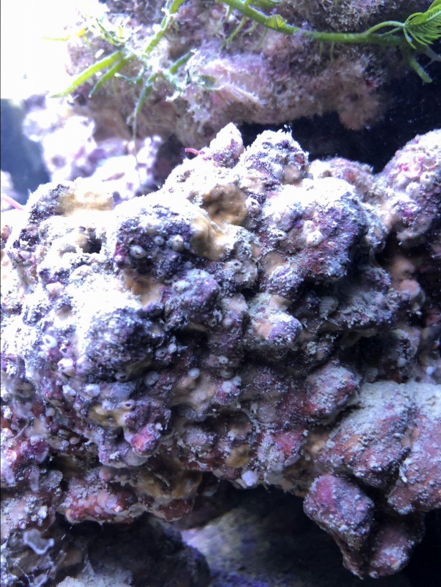 rock1.jpg