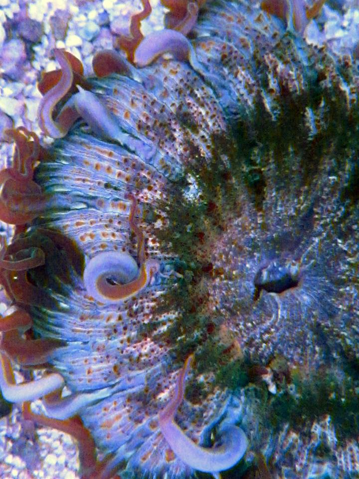 rocknemm.jpg