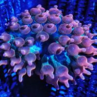 Rose Bubble Tip.jpg