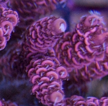 Rose Mili.jpg